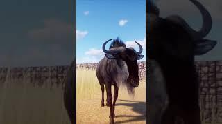 Grasslands Animal Pack: Blue Wildebeest