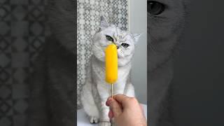 kitty गुल्लू की आइसक्रीम खा गई  #shorts