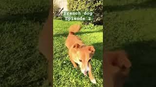 French Dog Expert Reveals TOP Training Techniques