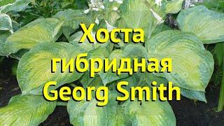 Хоста гибридная Джордж Смит. Краткий обзор, описание характеристик hosta hybrida Georg Smith