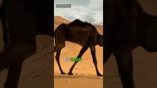 Muslims are prohibited from visiting this Place. #shorts #salehmadain #alula