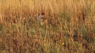 Epagneul Breton Maya quail ferma