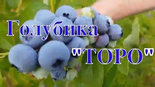 Голубика ТОРО  в Подмосковье. Сорта голубики. ТопСад