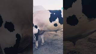 dairy _farm: hf_bull