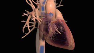 Anatomy and Function of the Heart