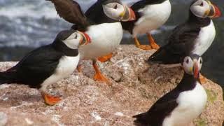 Atlantic puffin Facts  Interesting Facts about Atlantic puffin  Facts about Atlantic puffin