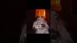 Karrigan core: #memes #funny #cs2#cs2moments #cs2major #fazeclan #cybersport #real