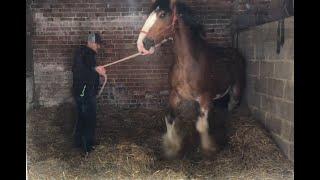 Terrified abused horse! How can i help?!