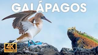 ISLAS GALÁPAGOS - El Origen De La Vida Salvaje | Documentales completos