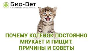 Почему Котенок Постоянно Мяукает и Пищит: Причины и Советы // Сеть Ветклиник Био-Вет