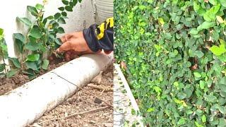 How To Propagating Creeping Fig Plants From Cuttings For Home Fences