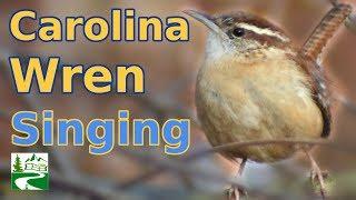 Carolina Wren Singing & Call Sounds