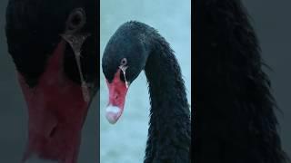 Black Swan  Dad  Dumps Mate for THIS!​​ ‍🩹 #animals #swan #rescue #shorts #lovestory
