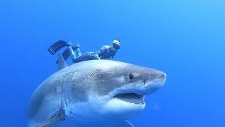 Surprising encounter with 'Deep Blue' shark off Hawaii