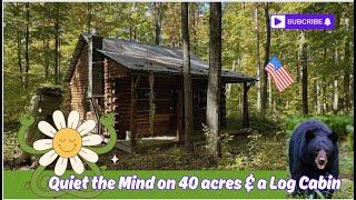 $129k Michigan Log Cabin w/ 40 acres to share w/Bear 