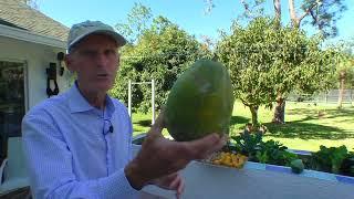How To Cleanse Your Body With Fruit 7 To 10 Day Cleanse, Drink Plenty Of Water, NO MEAT