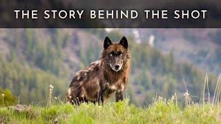 The Story Behind the Shot - Black Wolf in Lamar Valley of Yellowstone