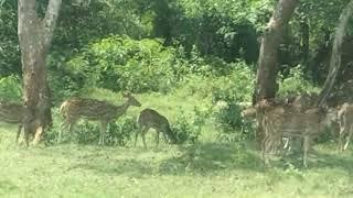 A herd of Deer playing in lap of  nature . Mesmerizing.