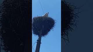 Stork. Little boys. Лелека. Малеча.