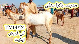 Madrasa Bakra Mandi update | Qurbani 2025 | makhi chena bakre | gillani goat farm