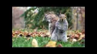 SQUIRRELS dancing GANGNAM STYLE