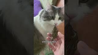 True love is letting it choose the life it wants.#sparrow #shorts #animals #love #cute