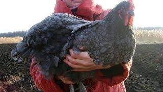 Huge chickens Jersey giant. Size at different stages.