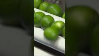 Here's how millions of limes are processed in Mexico. #limes #Mexico #citrus