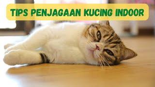 7 Tips Penjagaan Kucing Indoor & Keperluan Yang Perlu Ada