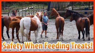 How I Safely Manage 7 Horses For Treat Feeding