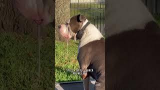 Watch my younger dog’s drool get out of control