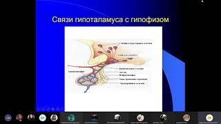 Железы внутренней секреции | Физиология