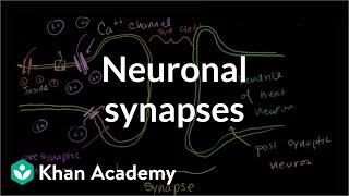 Neuronal synapses (chemical) | Human anatomy and physiology | Health & Medicine | Khan Academy