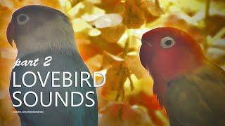 Lovebird Sound: Green & Blue | Part 2 - December 2024