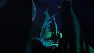 New Series | Beneath the Waves | National Geographic MENA