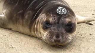 The Marine Mammal Center: A Community of Support