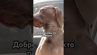 Собака Друг человека | Разбудили собаку #Собакиспят #Собаки #dog #dogsleeping