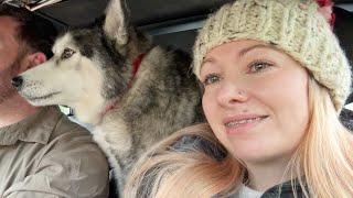 My Husky The Backseat Driver!