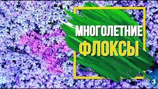 Флоксы – многолетние цветы в саду  Посадка и уход  Популярные сорта флоксов