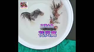 Traditional Chinese Goldfish varieties