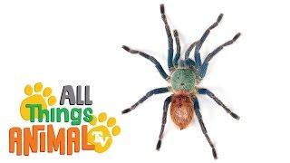 * SPIDER * | Animals For Kids | All Things Animal TV