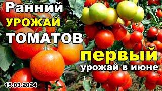 КАК получить РАННИЙ УРОЖАЙ ТОМАТОВ?! Как собрать ПЕРВЫЙ УРОЖАЙ в ИЮНЕ | 15.03.2024