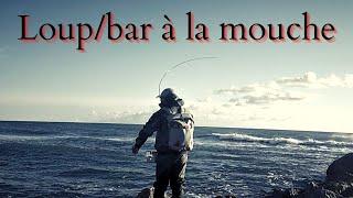 Loup/Bar à la mouche en  Camargue (Méditerranée) . Seabass on fly in Mediterranean.