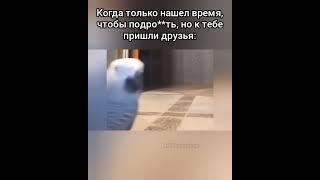 Попугай матерится  #274