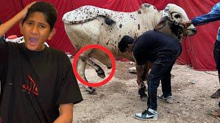 MERE BULL NE LAAT MAR DIBEEMAR HOGYI