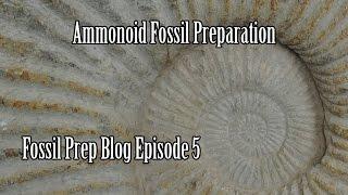 Cleaning an Ammonoid Fossil