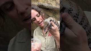 Blue tongue skink! 