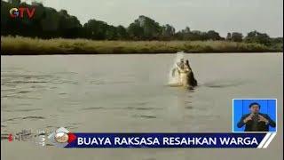 Warga Ogan Komering Ilir Resah Munculnya 2 Buaya Besar di Sungai - BIS 09/11