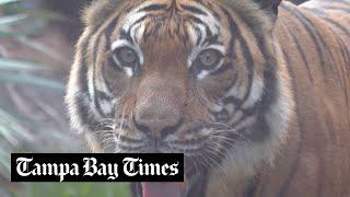 South Florida zoo unveils new tiger habitat