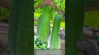 Harvest Season #smartfarming #gardeningtips #agriculture